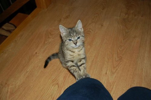 Koty do adopcji #adopcja #adopcje #Gliwice #kocięta #kot #kotki #koty #pomoc #przygarnę #schronisko #zaadoptuję #zwierzęta