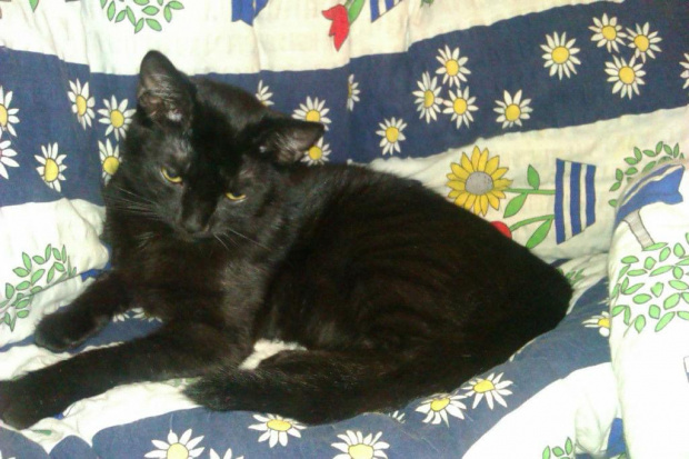Koty do adopcji #adopcja #adopcje #Gliwice #kocięta #kot #kotki #koty #pomoc #przygarnę #schronisko #zaadoptuję #zwierzęta