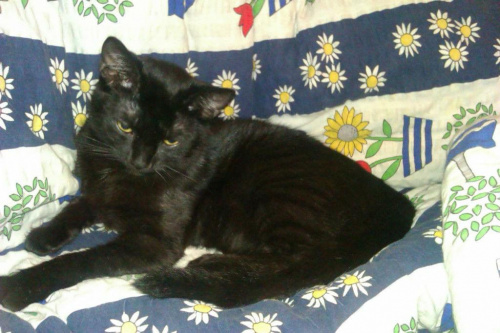 Koty do adopcji #adopcja #adopcje #Gliwice #kocięta #kot #kotki #koty #pomoc #przygarnę #schronisko #zaadoptuję #zwierzęta