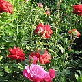 Lubię je #działka #róże #liliowce #klematisy #floksy #krzewuszki #lilie