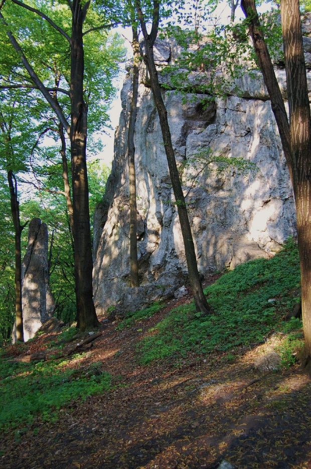 gdybyś był tylko cieniem
miałbyś tu raj dla siebie...
leżąc u stóp wszechmocnych, nagich skał... gdybyś się Słońca nie bał... #jura #skała