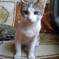 ko #adopcja #adopcje #Gliwice #kocięta #kot #kotki #koty #pomoc #przygarnę #schronisko #zaadoptuję #zwierzęta
