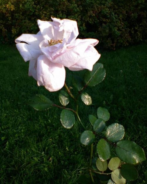#kwiaty #róże #róża #flora