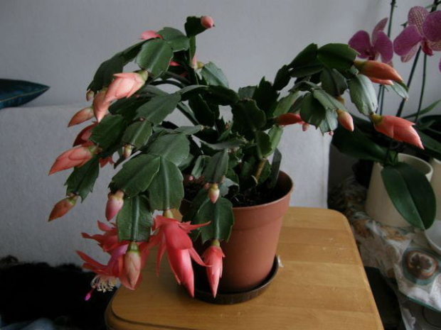 szlumbergera #grudniki #szlumbergery