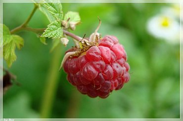 #lato #maliny #ogród #owoce