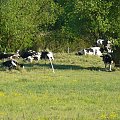 #natura #krowy #zwierzęta