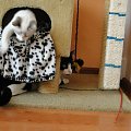 Koty do adopcji