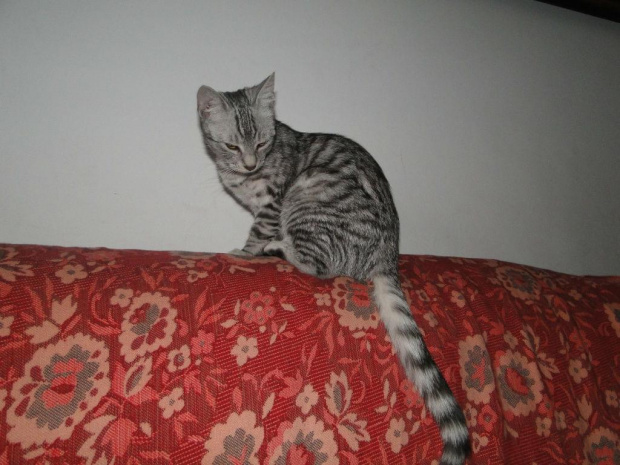 Koty do adopcji