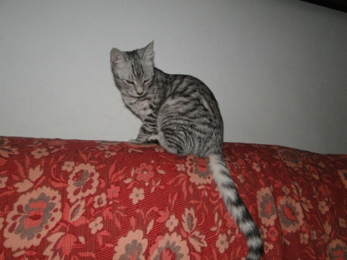 Koty do adopcji