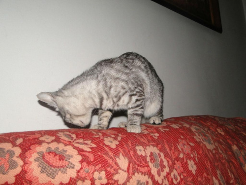 Koty do adopcji
