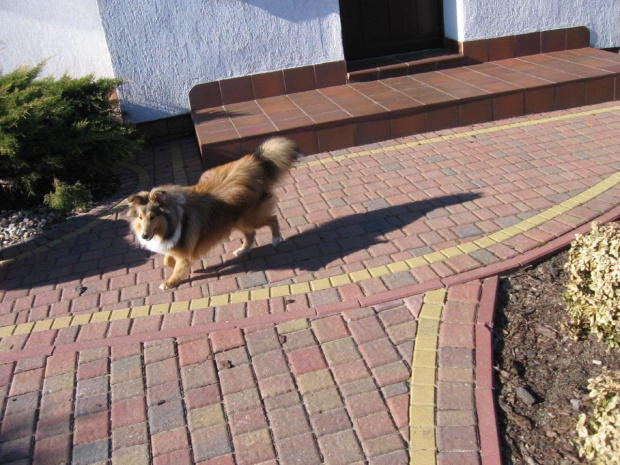 SHELTIE, OWCZAREK SZETLANDZKI,AMBER SUN FCI, FADO #SHELTIE #OWCZAREKSZETLANDZKI #AMBERSUNFCI #FADO