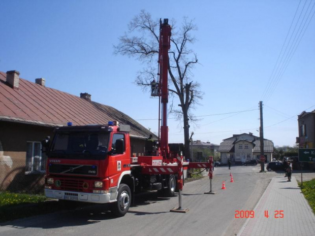 wycinka lipy w Zręcinie przy ul. Koscielnej