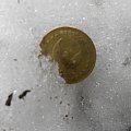 Zima 2012,znaleziona w śniegu moneta, z napisem "freedom" #zima #moneta