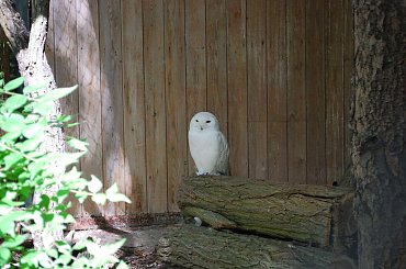 #ptaki #sowa #zoo #zwierzęta