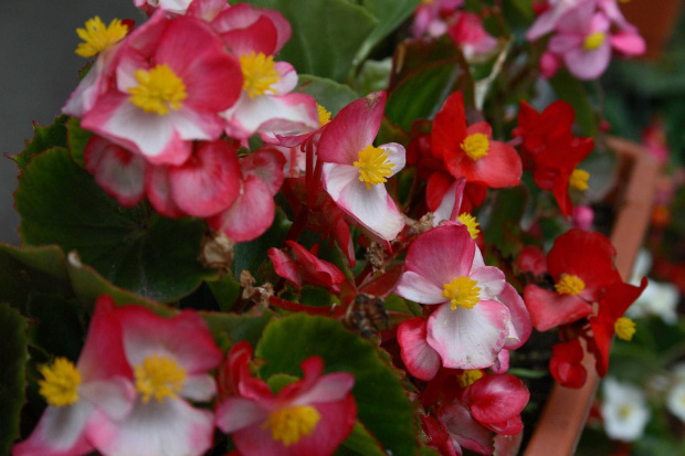 Begonia.