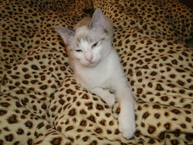 Koty do adopcji #adopcja #adopcje #Gliwice #kocięta #kot #kotki #koty #pomoc #przygarnę #schronisko #zaadoptuję #zwierzęta