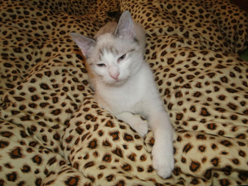 Koty do adopcji #adopcja #adopcje #Gliwice #kocięta #kot #kotki #koty #pomoc #przygarnę #schronisko #zaadoptuję #zwierzęta