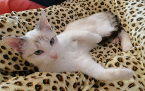 Koty do adopcji #adopcja #adopcje #Gliwice #kocięta #kot #kotki #koty #pomoc #przygarnę #schronisko #zaadoptuję #zwierzęta