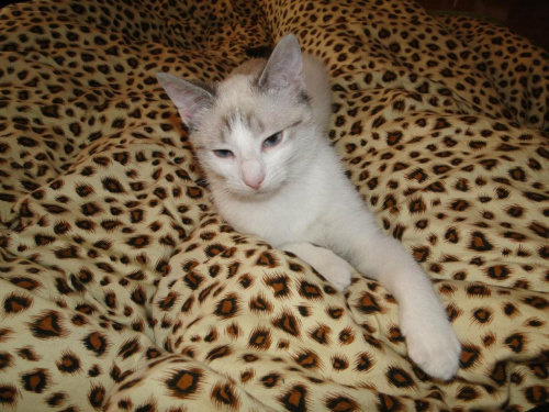 Koty do adopcji #adopcja #adopcje #Gliwice #kocięta #kot #kotki #koty #pomoc #przygarnę #schronisko #zaadoptuję #zwierzęta