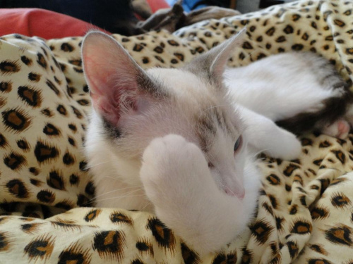 Koty do adopcji #adopcja #adopcje #Gliwice #kocięta #kot #kotki #koty #pomoc #przygarnę #schronisko #zaadoptuję #zwierzęta