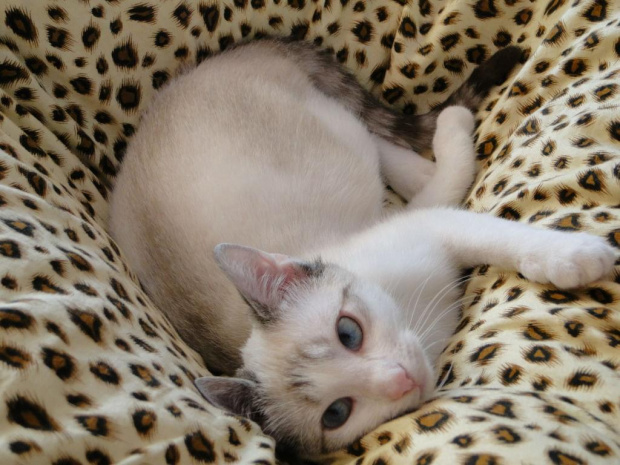Koty do adopcji #adopcja #adopcje #Gliwice #kocięta #kot #kotki #koty #pomoc #przygarnę #schronisko #zaadoptuję #zwierzęta