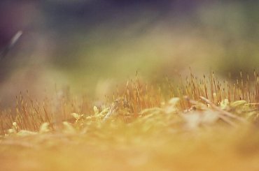 a tymczasem na dnie lasu.. #makro #mech #RunoLeśne #wiosna