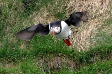 Maskonury w roznych sytuacjach zyciowych #ptaki #maskonur