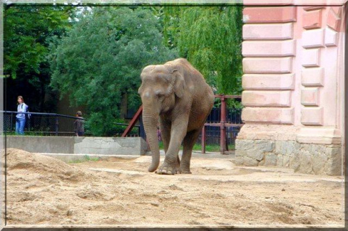 no i słoń też był ;D #słoń #zoo #Wrocław