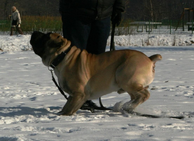 Boerboel Shek Szejk #boerboel #Gdańsk #mastif #pies #Polska #rpa