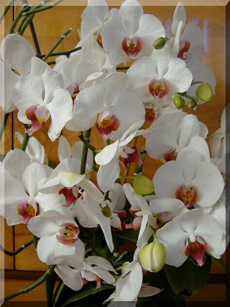 Phalaenopsis