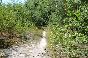 #las #ścieżka #wieś