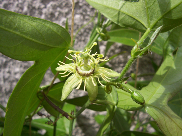 passiflora suberosa