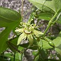 passiflora suberosa