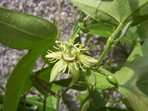 passiflora suberosa