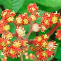 Rodgersia pinnata Hercules (Rodgersja pierzasta) Herkules