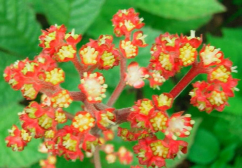 Rodgersia pinnata Hercules (Rodgersja pierzasta) Herkules