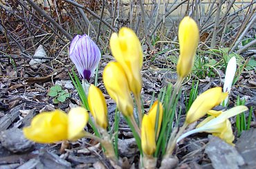 Wiosna 2012 #BestFlower #flowers #krokus #Krokusy #ogród #wiosna