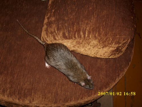 szczuraki #szczur