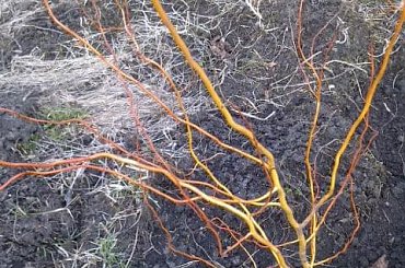 wierzba mandżurska #krzewy