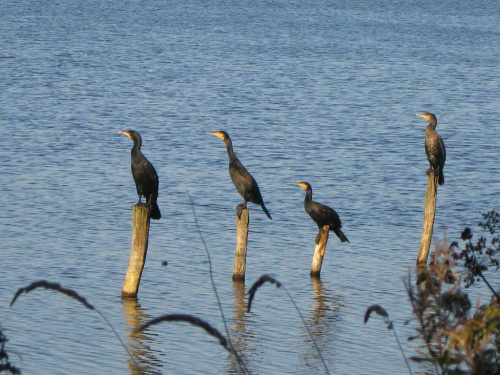 kormorany na naszym jeziorze:)