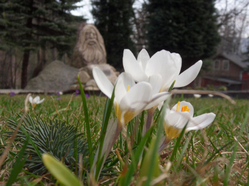 Krokusy i Karkonosz :) #karpacz #krokusy #park #wiosna