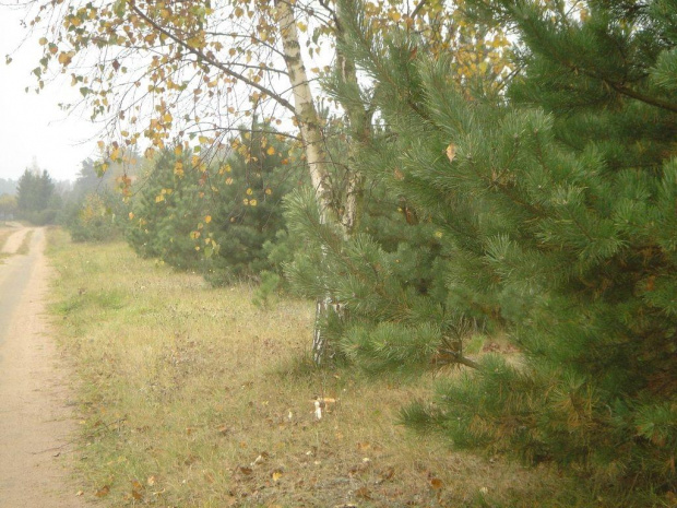 #las #drzewa #przyroda #natura #krajobraz #jesień