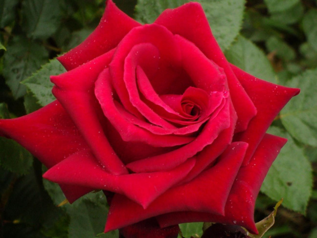 Z najlepszymi życzeniami urodzinowymi dla Alicji:)
(alicjiszrednickiej) #kwiat #róza #kolor #natura #życzenia