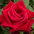 Z najlepszymi życzeniami urodzinowymi dla Alicji:)
(alicjiszrednickiej) #kwiat #róza #kolor #natura #życzenia