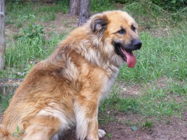 Kaszmir w typie leonberger 18.06.2009r