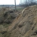 moje kwiaty po zimie #ogród