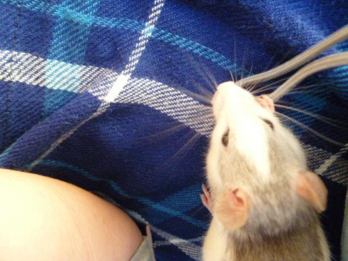Omnomnom ;) Lili #Szczury