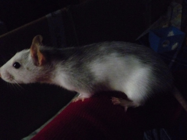 Roxy #Szczury