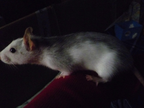 Roxy #Szczury