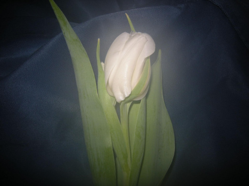 #Tulipany
